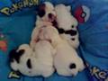 videos de Los Hache.wmv