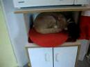 Sam sleeping like a log. Sam sleeping like a log.