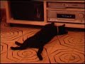 Farting cat