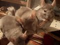 Chinchillas Fighting for Treat