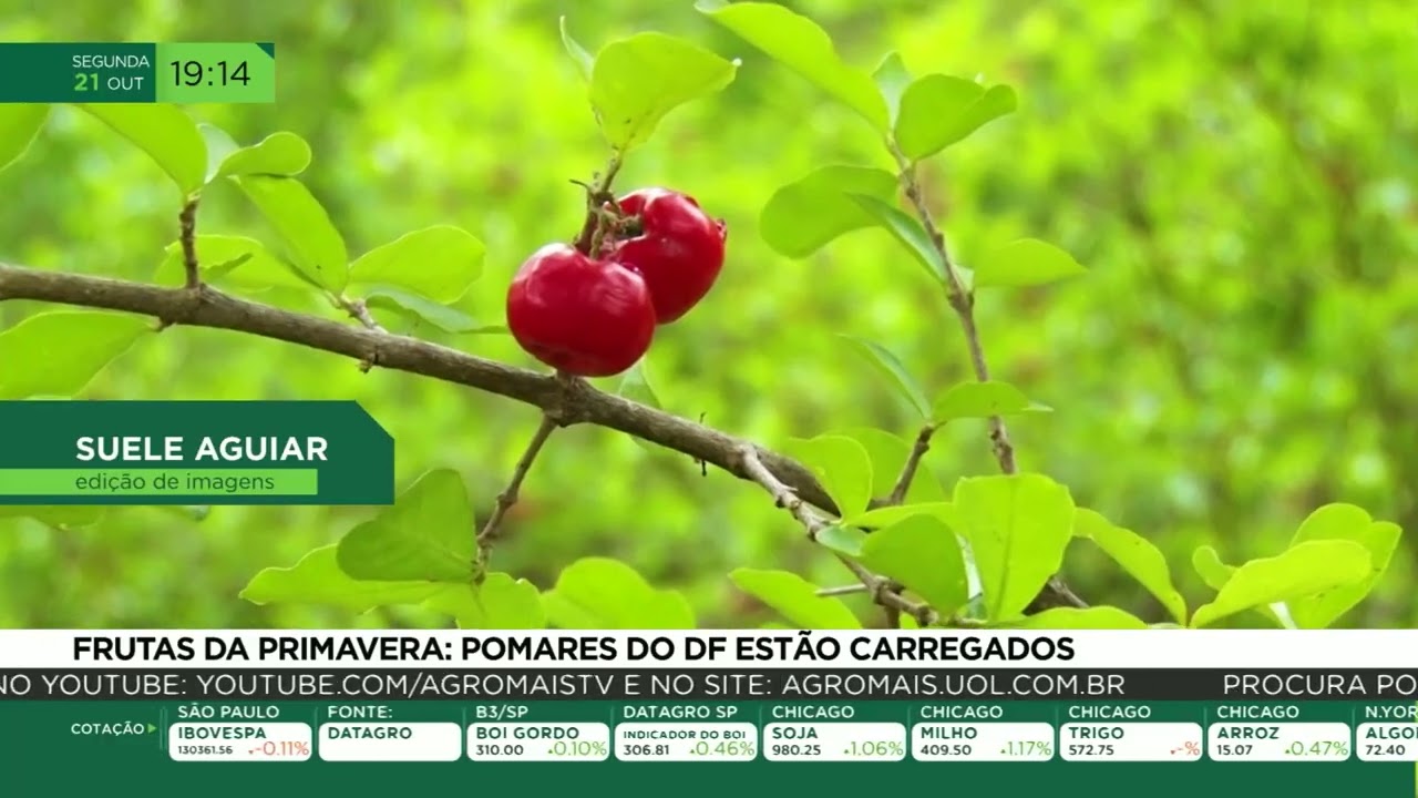Fruta da primavera: pomares do DF estão carregados