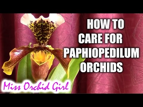 how to fertilize mounted orchids