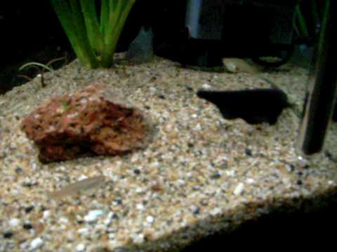 how to care knife fish