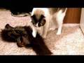 Egon Loves Wolf Mask UNEDITED CLIP 1