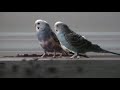 Click here to watch this video playing with my Parakeets (budgies) FUN