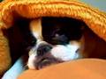 my-dog-snoring