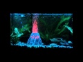 ACUARIO RGB.wmv