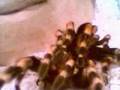 Time-lapse tarantula molt 2
