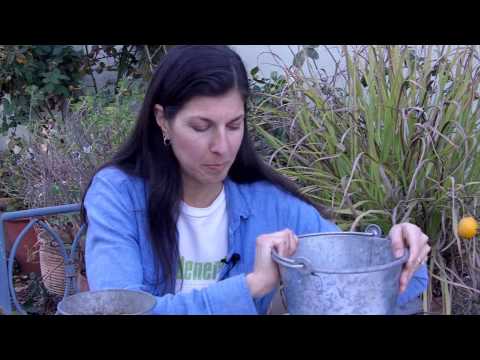 how to grow potatoes in a pot