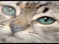 Jayfeather- Fallen to Peices