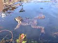 frogs in my garden pond
