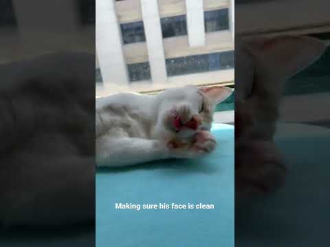 Japanese bobtail cleans his face meticulously