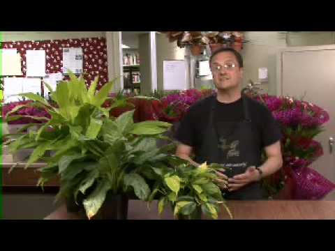 how to grow fresh air