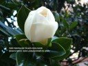 A Rose Among The Thorns