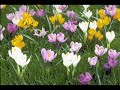 FIORI DI PESCO - mazurka - musca di VINCENZO COCCIONE