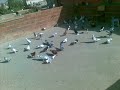 güvercin pigeon sadullah özen güvercin pigeon sadullah özen