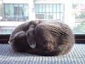 ボール猫動画