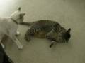 Catbook Movie: Phoenix & Lexi