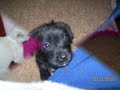 The CUTEST puppy everrrrrr... The CUTEST puppy everrrrrr...