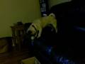 videos de Cooper and ball