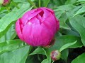 May Flowers
