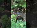 三島市  柿田川湧水群