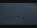 Jonathan Livingston Seagull - Dear Father