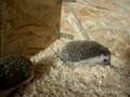 videos de Hedgehog / Weißbauchigel im Auslauf 2