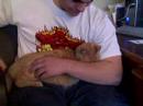 Disgusted Kitty