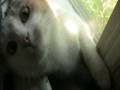 Kitten Sniff