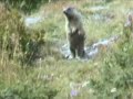 La marmotta