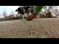 Click to View : Adiestramiento canino. No comer del suelo