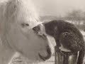 True Friends - Beautiful Animals and People Together