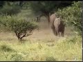Elephant stampede!