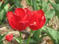 The Tulips of Sherwood Gardens (Baltimore, MD)
