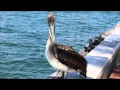 The St.Petersburg Pier,... View Video
