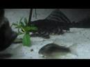 a Pleco\ a Pleco\