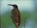 Twelve wired bird of paradise - David Attenborough - BBC