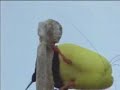 Twelve wired bird of paradise - David Attenborough - BBC wildlife Twelve wired bird of paradise - David Attenborough - BBC wildlife