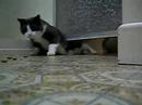 cat trick