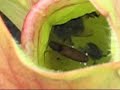 plante carnivore digestion plante carnivore digestion