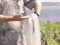 How To Throw a Cast Net. Simply the best.
