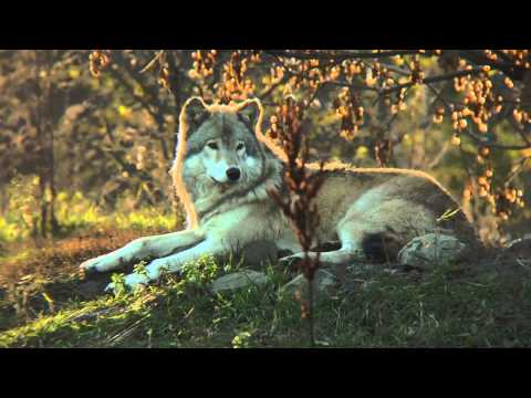 Gray Wolf
