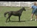 Iona Farm's Lucky Guess