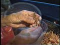 Eating Bugs on an Asian Street