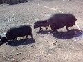 BB cochons vietnamiens