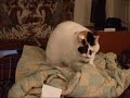 The Four-Paw Perimeter Knead