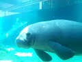 Manatee Kiss Manatee Kiss