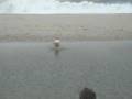 Katy dog trying to cross the water