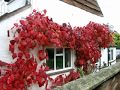 Pipp Care,  The OLD ORCHARD Garden, Little Bedwyn, October 2008